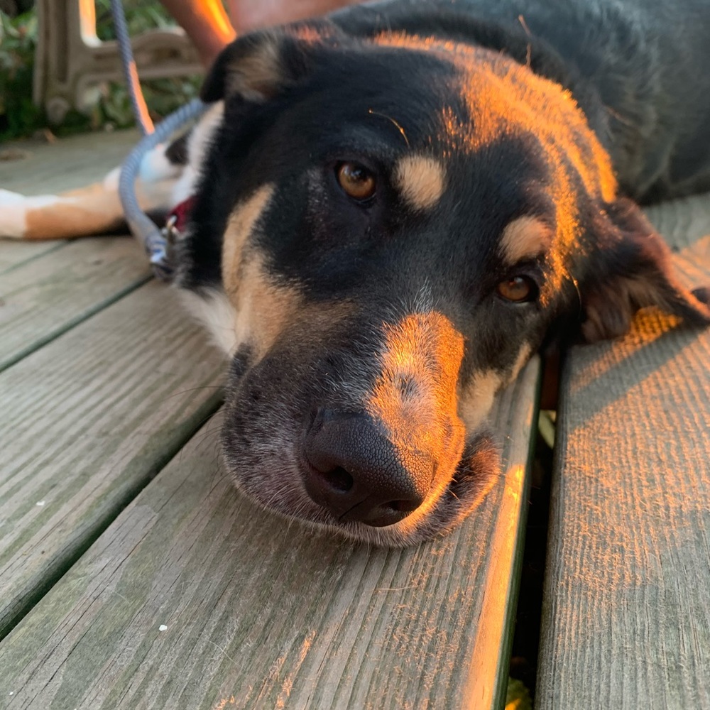 Meet your Posher, Lilah